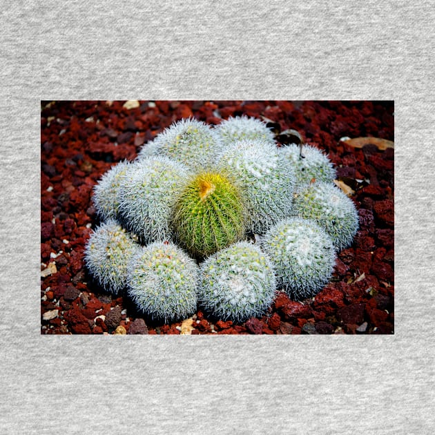 Cactus by jswolfphoto